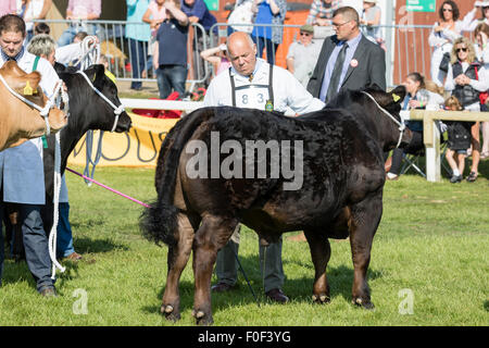 Harrogate, England - Juillet 15th, 2015 : la gc étant jugé au Great Yorkshire Show le 15 juillet, 2015 à Harrogate en Amérique du Yorkshi Banque D'Images