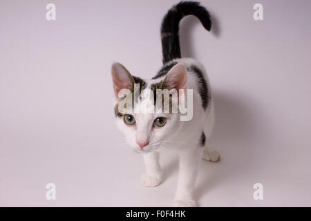 Un plan moyen d'un mélangé moggy chaton alors qu'elle pose pour la caméra. Elle est isolée sur un cyclorama blanc, les yeux écarquillés et détendue Banque D'Images