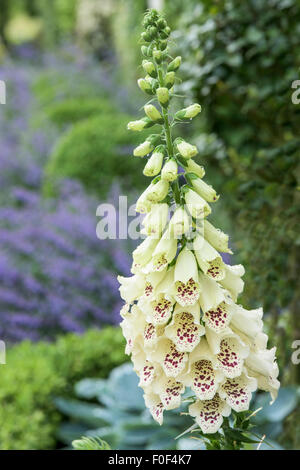 Un pays-jardin digitale, Yorkshire Dales National Park, England Banque D'Images