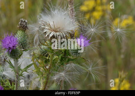 Spear thistle, Cirsium vulgare, fleurs et de moelleux graines thistledown, Berkshire, Juillet Banque D'Images