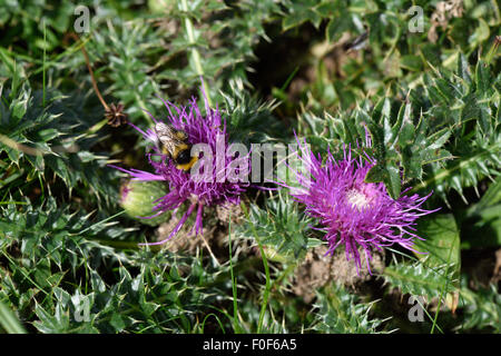 Un nain, chardon Cirsium acaule, plante avec deux fleurs et un bumblebee en bref les herbages, Berkshire, Juillet Banque D'Images