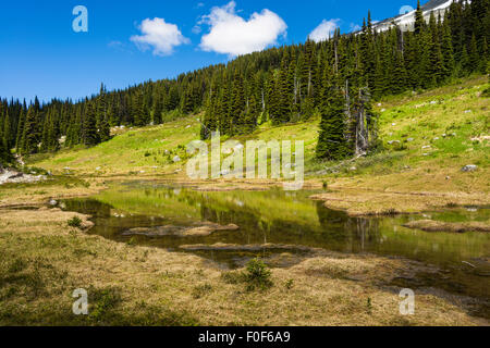 Étang et prairie alpine sur Blackcomb Mountain, vu de l'Overlord Trail, Blackcomb Mountain, Whistler, BC, Canada Banque D'Images