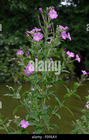 Grand willowherb, Epilobium hirsutus, la floraison le long des rives du canal Kennet & Avon en été, Juillet, Berkshire Banque D'Images