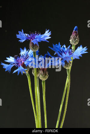 Kornblume, Centaurea cyanus, Heilpflanzen, Banque D'Images