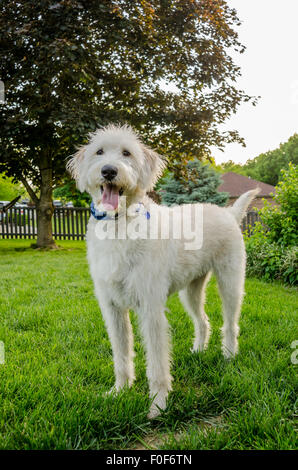 Un labradoodle blanc se dresse fièrement dans un jardin en été Banque D'Images