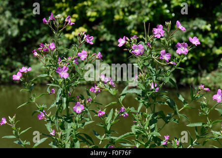 Grand willowherb, Epilobium hirsutus, la floraison le long des rives du canal Kennet & Avon en été, Juillet, Berkshire Banque D'Images