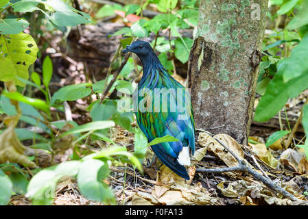 Pigeon Nicobar Nicobar, dove ou Caloenas nicobarica sont des oiseaux qui vivent sur l'île, le tir dans une forêt sur l'île de Koh Miang Similan Banque D'Images