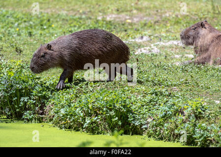 Capybara (Hydrochoerus hydrochaeris hydrochaeris / Hydrochoeris), originaire d'Amérique du Sud, sur la rive du lac entrant dans l'eau d'étang Banque D'Images