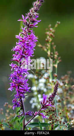 La salicaire commune / lythrum salicaire pourpre / enrichis (Lythrum salicaria) en fleurs Banque D'Images