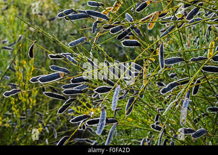 Balai commune / le genêt à balai (Cytisus scoparius / Sarothamnus scoparius) close up of mature légumineuses / les coupelles de semences Banque D'Images
