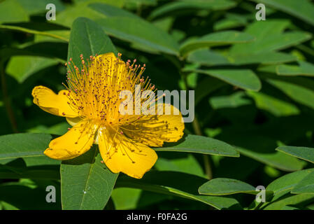 Rose-of-Sharon / Aaron's beard / grand / le millepertuis (Hypericum calycinum étoiles Jérusalem) en fleurs Banque D'Images