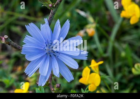 Chicorée commune / daisy bleu / bleu / bleu de pissenlit (Cichorium intybus) lutte contre les mauvaises herbes en fleur Banque D'Images