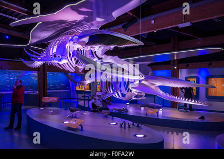 Exposition de squelettes de baleines à l'Ecomare, centre de la nature et de la vie marine sur Texel, Pays-Bas Banque D'Images