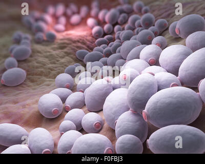 Candida albicans est un champignon qui se développe à la fois diploïde que la levure et les cellules filamenteuses et un agent causal de l'oral et opportunistes Banque D'Images