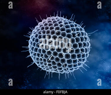 Virus varicelle-zona ou le virus varicelle-zona (VZV) est l'un des huit herpèsvirus connus pour infecter les humains et les vertébrés. VZV Banque D'Images