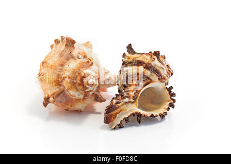 Coquilles de mer isolé sur blanc. Banque D'Images