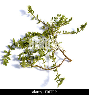 Kahles Bruchkraut ; Herniaria glabra ; Banque D'Images
