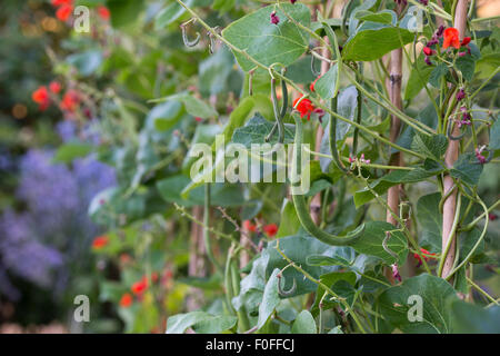 Phaseolus coccineus. Les haricots d'Espagne sur la croissance des plantes dans un jardin potager Banque D'Images