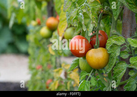 Solanum lycopersicum. Orkado le mûrissement de la tomate sur la vigne dans un potager. Banque D'Images