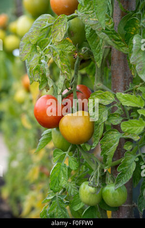 Solanum lycopersicum. Orkado le mûrissement de la tomate sur la vigne dans un potager. Banque D'Images