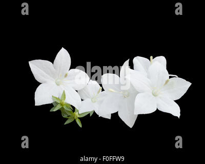 Beau blanc campanula est isolé sur fond noir Banque D'Images