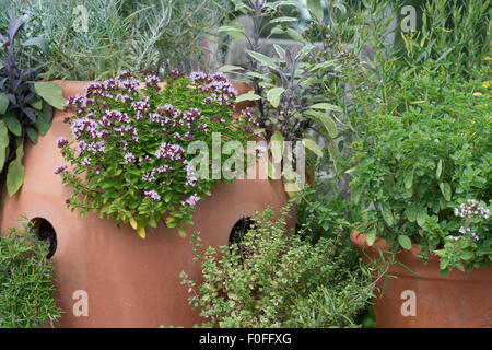 Thymus vulgaris. Thym thym commun / Jardin floraison avec d'autres herbes dans des pots en terre cuite Banque D'Images