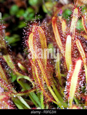 Kap-Sonnentau, Sonnentau, Drosera capensis Banque D'Images