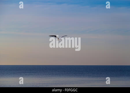 Mouette voler au-dessus de la mer à l'aube à Trapani Banque D'Images
