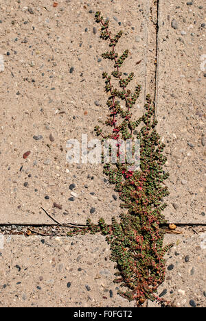 L'herbe verte et rouge sauvage de faire son chemin entre les carreaux d'asphalte. Salt Lake. Larnaca. Chypre. Banque D'Images
