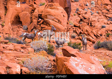 Désert mouflons dans la région de Valley of Fire State Park, Nevada, USA Banque D'Images