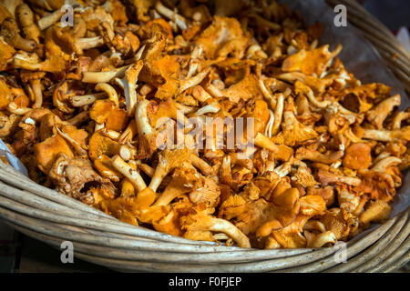 Les chanterelles (Cantharellus cibarius) à vendre à un marché de fermiers, Bourgogne, France, Europe Banque D'Images