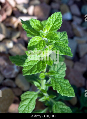 Kreta-Melisse, Banque D'Images