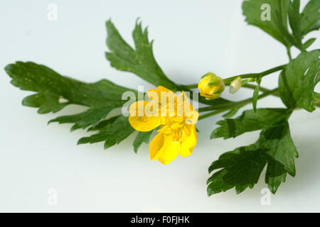 Kriechender Hahnenfuss Ranunculus repens ; Banque D'Images