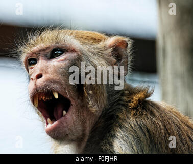 Un singe en colère, un primate avec ouistitis, les hiboux, les reptiles et les oiseaux sont hébergés et soignés à l'île de Wight Monkey Haven, au Royaume-Uni. Banque D'Images