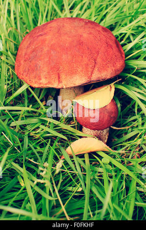 Deux champignons orange-caps Banque D'Images