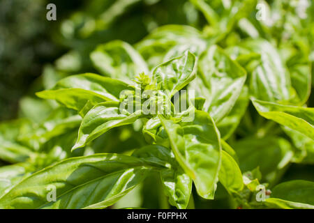 Plante de BASILIC (Ocimum basilicum) Banque D'Images