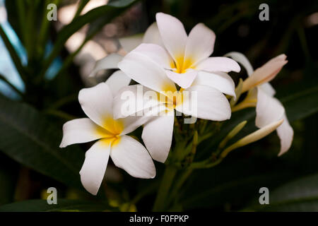 Le rire 'Pink' fleurs Plumeria Banque D'Images