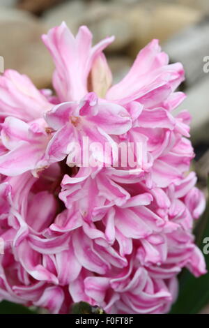 Vue rapprochée de jacinthe rose fleur en pleine floraison Banque D'Images