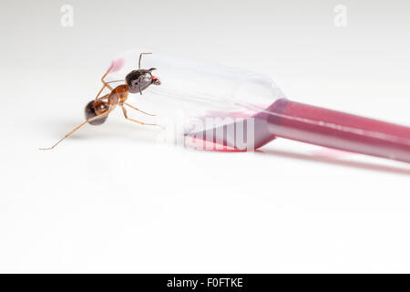 Red ant formica rufa s'asseoir sur une sauce cuberdons de pentecôte pipette Banque D'Images