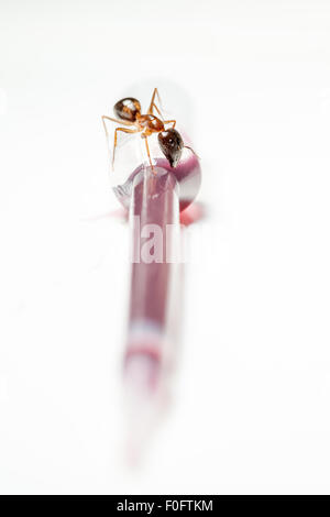 Red ant formica rufa s'asseoir sur une sauce cuberdons de pentecôte pipette Banque D'Images