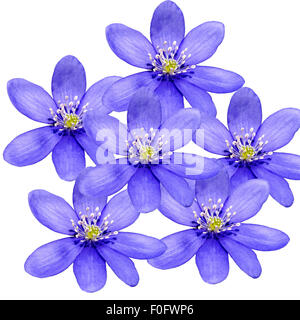 Leberbluemchen, Hepatica nobilis, Winterblueher, anémone, hepatica, blaue blueten, Blau, Blume des Jahres 2013, - Banque D'Images