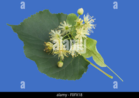 Lindenblueten ; Tilia platyphyllos ; Lindenblatt ; Banque D'Images