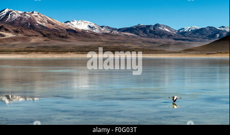 Flamingo en vol White lagoon Bolivie Amérique du Sud Banque D'Images