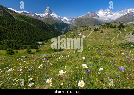 Paysage alpin des Alpes suisses ; près de Zermatt Matterhorn (Cervin) pic de montagne. Fleurs en prairie alpine, la saison d'été. La Suisse Banque D'Images