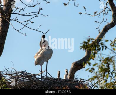 Cigogne jabiru adultes sur son nid avec les poussins Araras Pantanal Mato Grosso au Brésil Banque D'Images