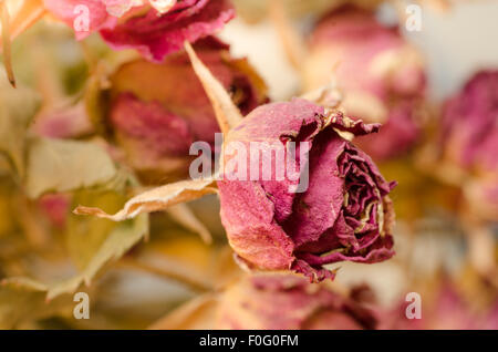 Tout près de rose séchée Banque D'Images