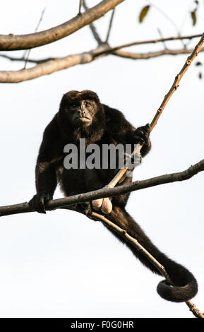 Manteau hommes adultes singe hurleur sur tree Monteverde Costa Rica Banque D'Images