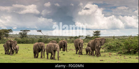 Troupeau d'éléphants africains marcher Mara conservancy Naboisho Afrique Kenya Banque D'Images