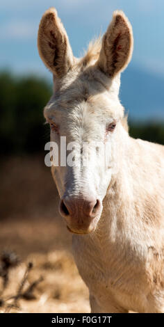 L'Asinara âne blanc portrait du Parc Régional de Porto Conte Alghero Sardaigne Italie Banque D'Images