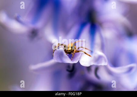 Bluebells avec spider jaune en haut Londres Angleterre Grande-bretagne Royaume-Uni Banque D'Images